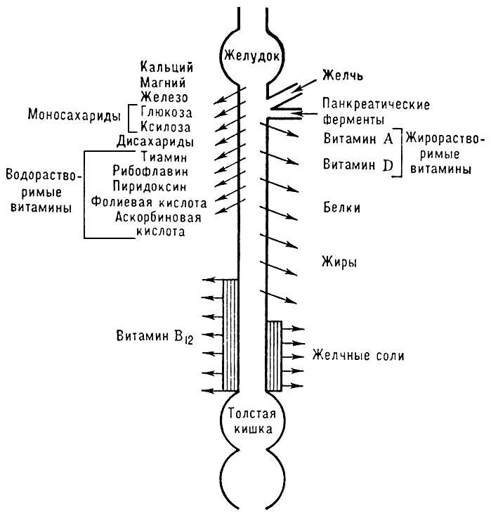 Нормальная перистальтика кишечника