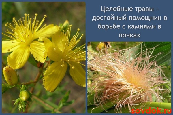 Лечебные травы против камней в почках