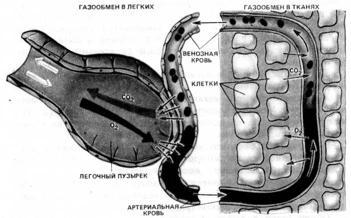 Схема газообмена