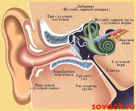 строение уха