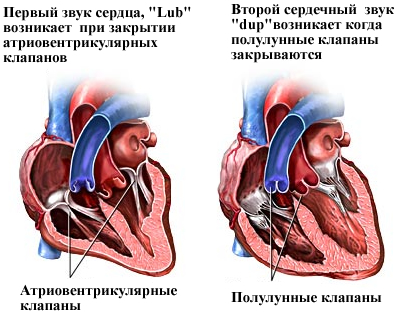 Тоны сердечного удара, различимые ухом