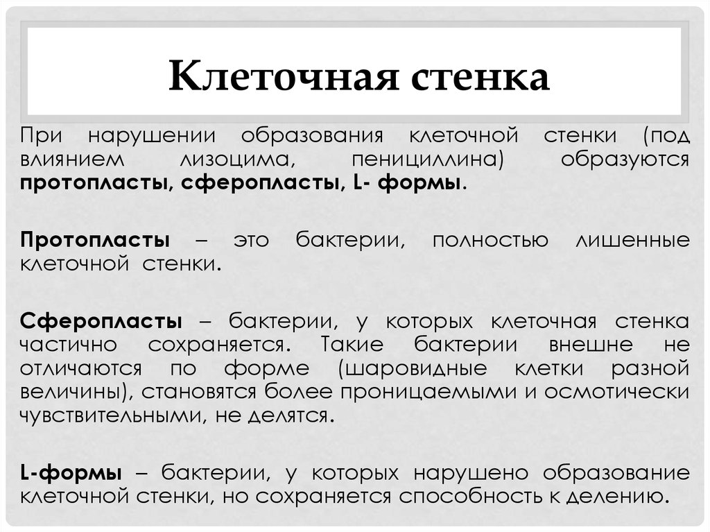 Бактерии, утратившие клеточную стенку: описание