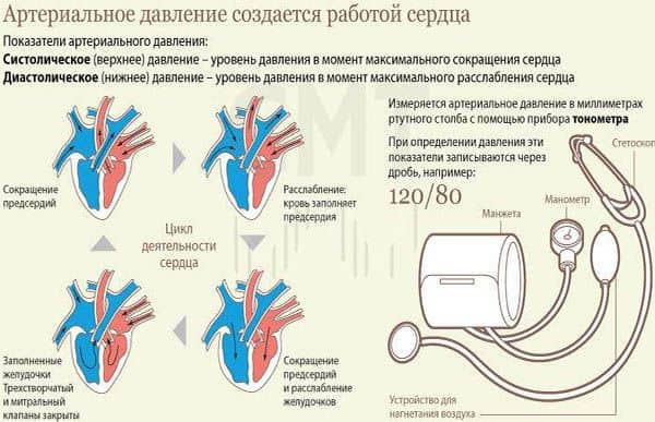 АД напрямую зависит от работы сердца