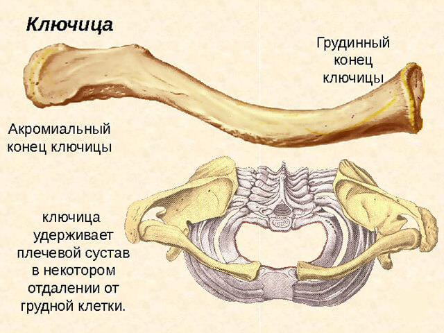 Анатомическое строение и расположение ключицы