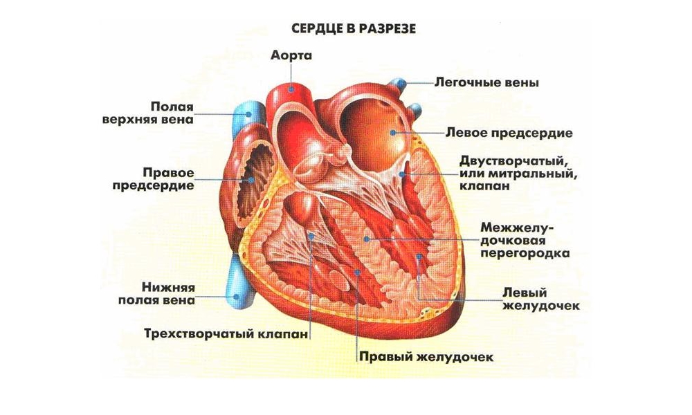 Анатомическое строение сердца в разрезе