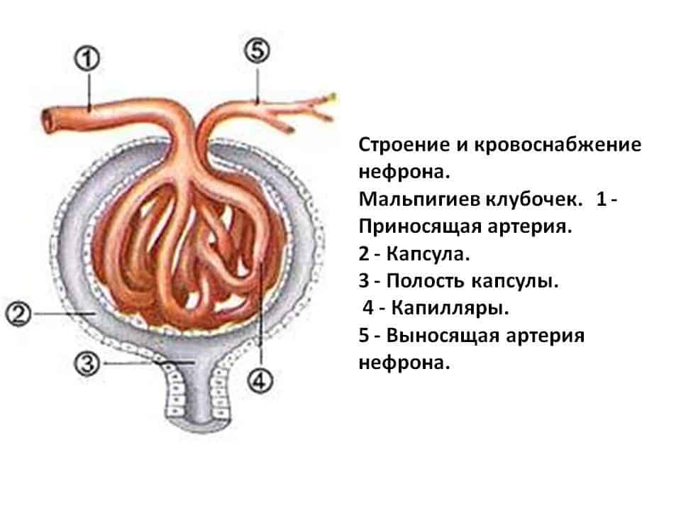 Анатомия Боуменовской капсулы.