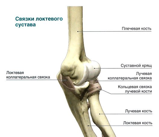 Анатомия локтевого сустава