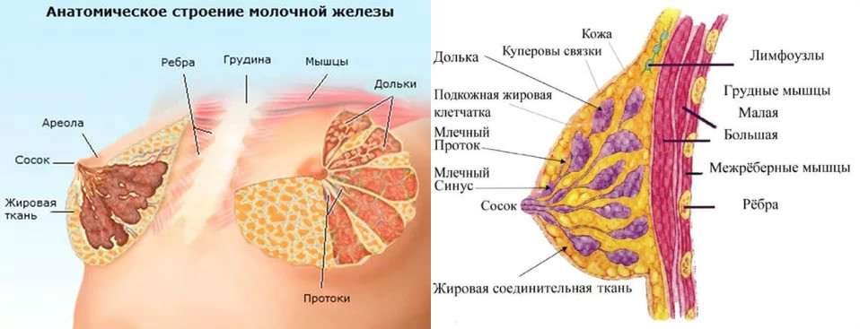 Анатомия молочной железы