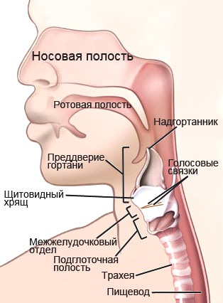 Анатомия верхних дыхательных путей