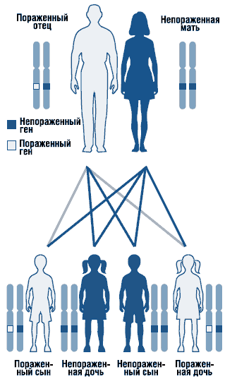 Аутосомно-доминантный тип наследования (схема)