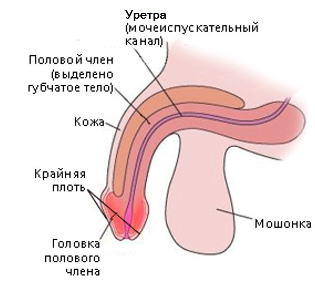 Строение полового члена