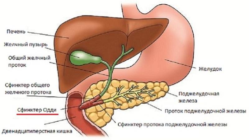 Анатомия протоков поджелудочной железы и их патологии