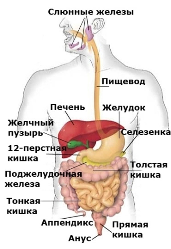 Пищеварительная система