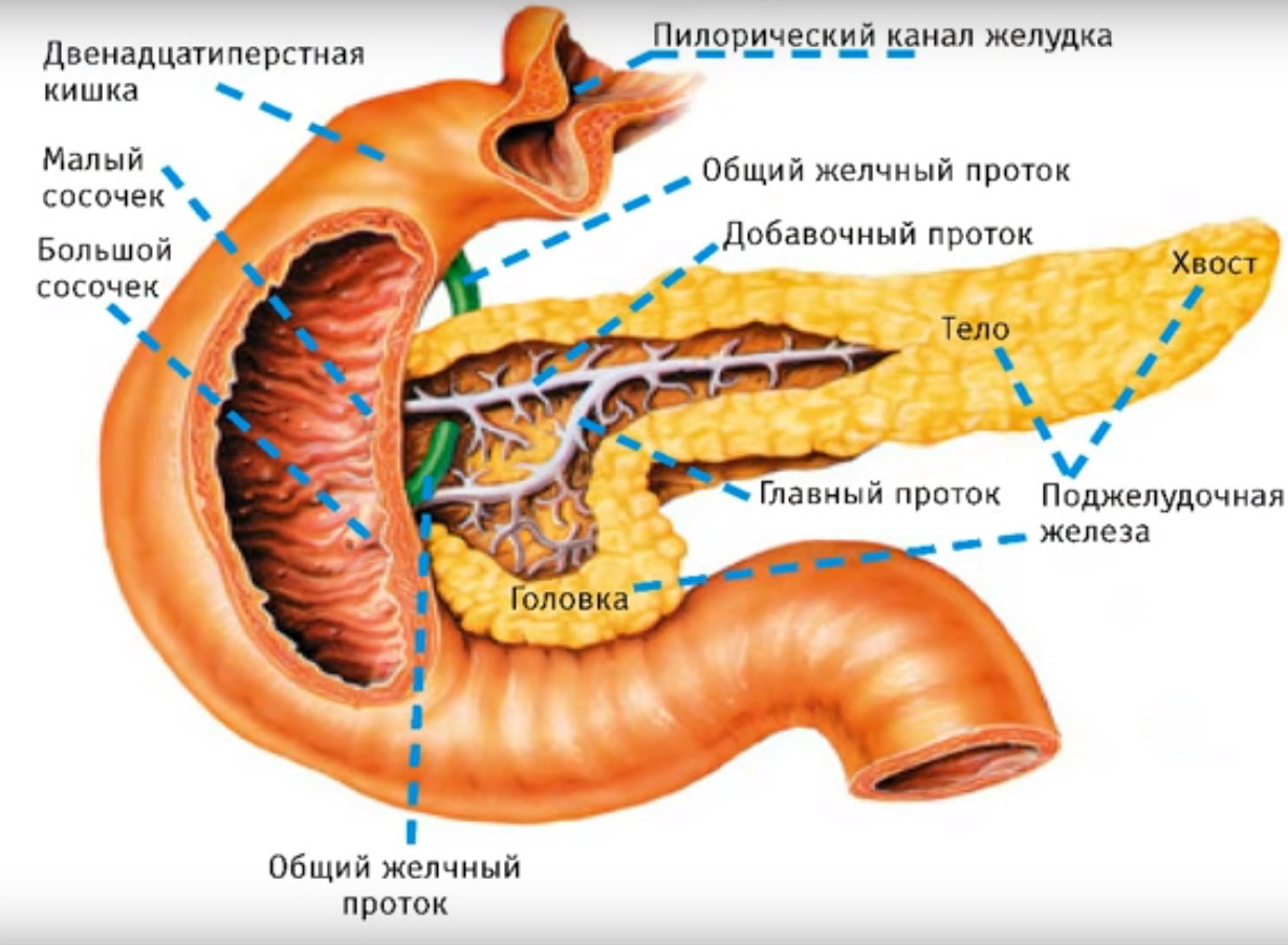 Двенадцатиперстная кишка