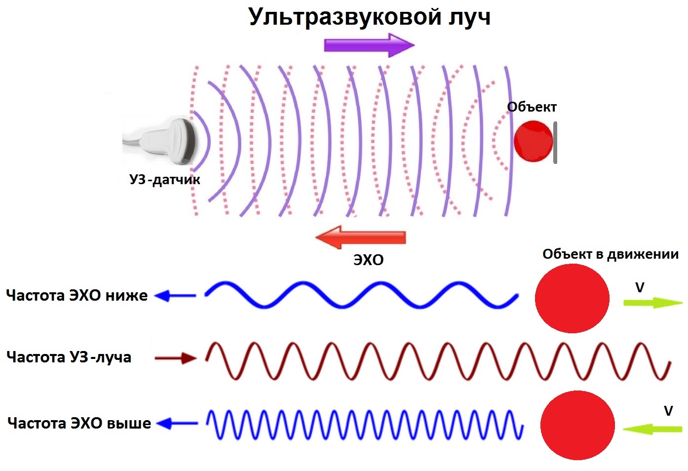 Движение ультразвуковой волны
