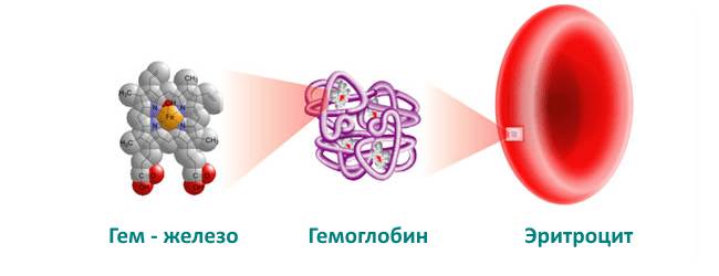 Эритроцит и гемоглобин