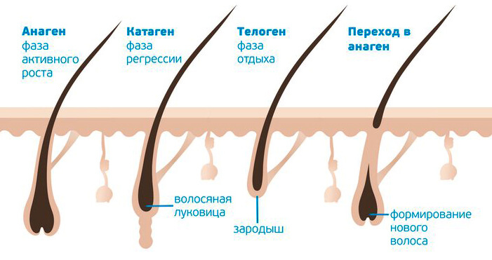 Фазы роста ресниц и бровей