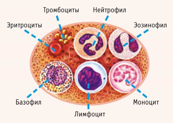 Форменные элементы