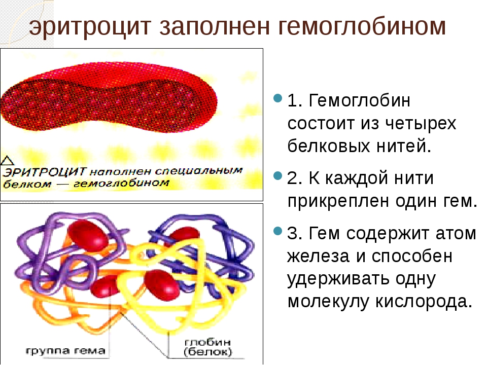 Гемоглобин