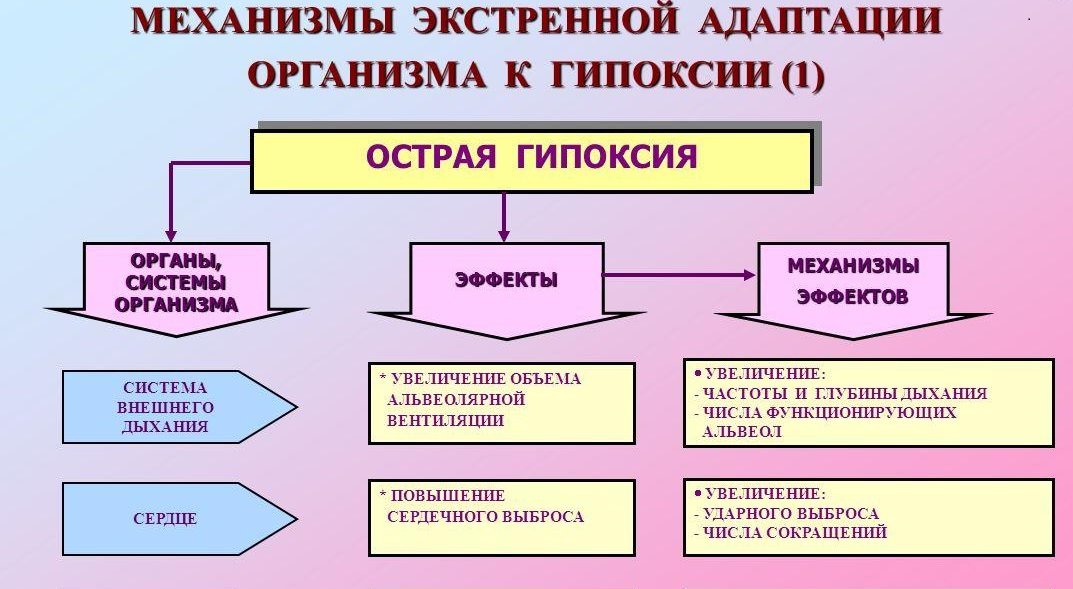 Механизмы экстренной адаптации организма к гипоксии