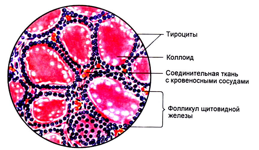 Гистология щитовидной железы