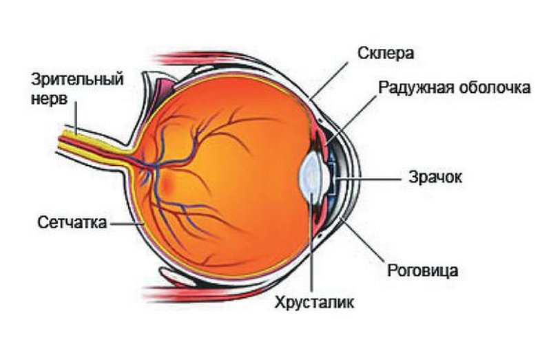 Устройство глаза