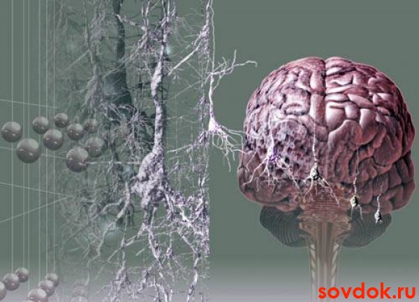 головной мозг