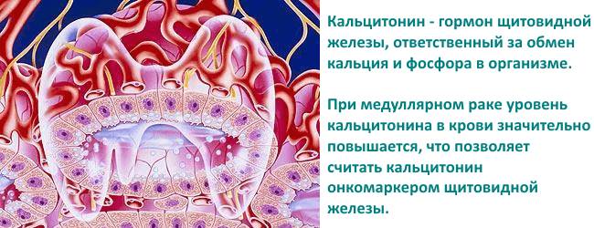 Гормон щитовидной железы — кальцитонин