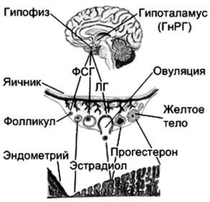 Гормональная регуляция менструального цикла