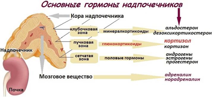 Гормоны надпочечников