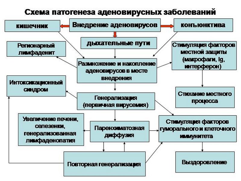 Схематическое изображение внедрения аденовирусов и влияние на организм