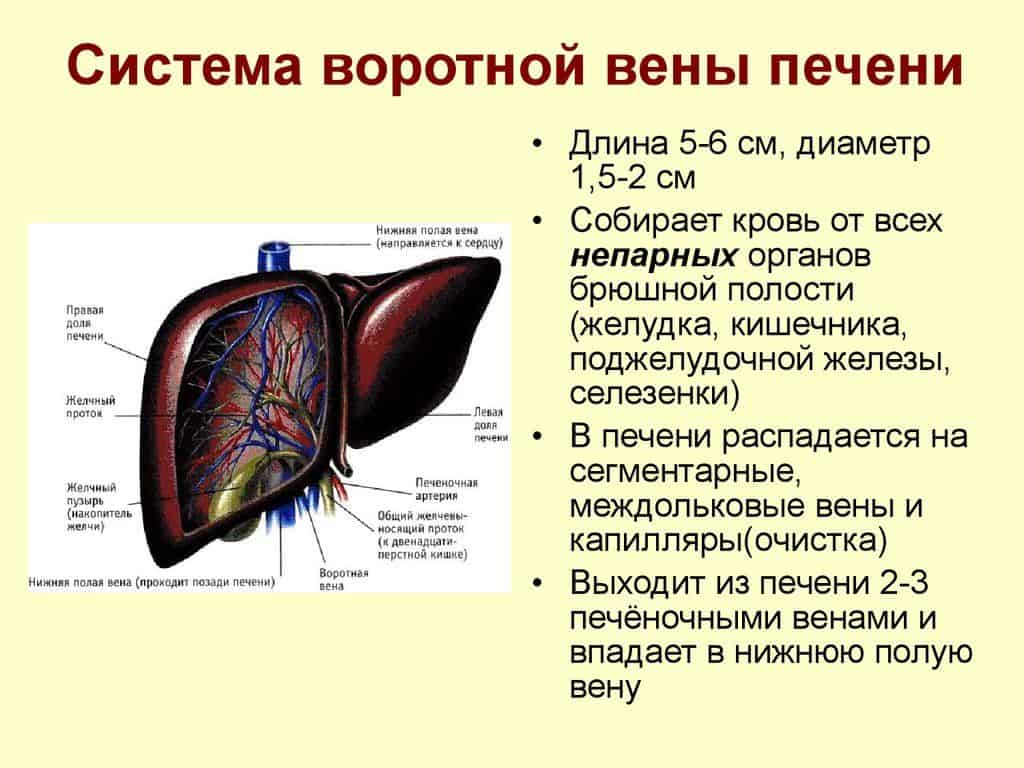 Характеристика кровоснабжения.