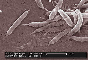 Helicobacter Pylori