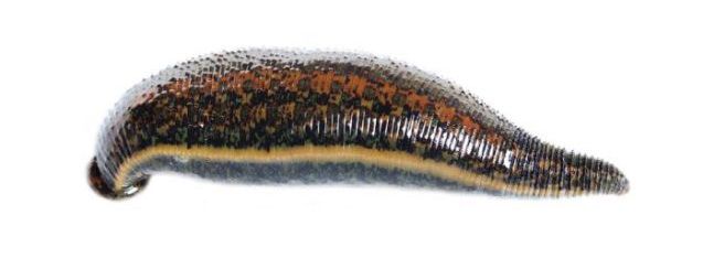 Hirudo medicinalis – медицинская пиявка