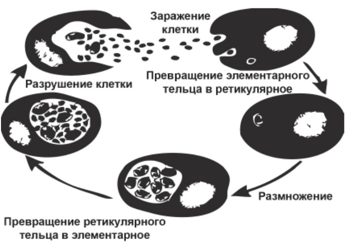 Хламидиоз