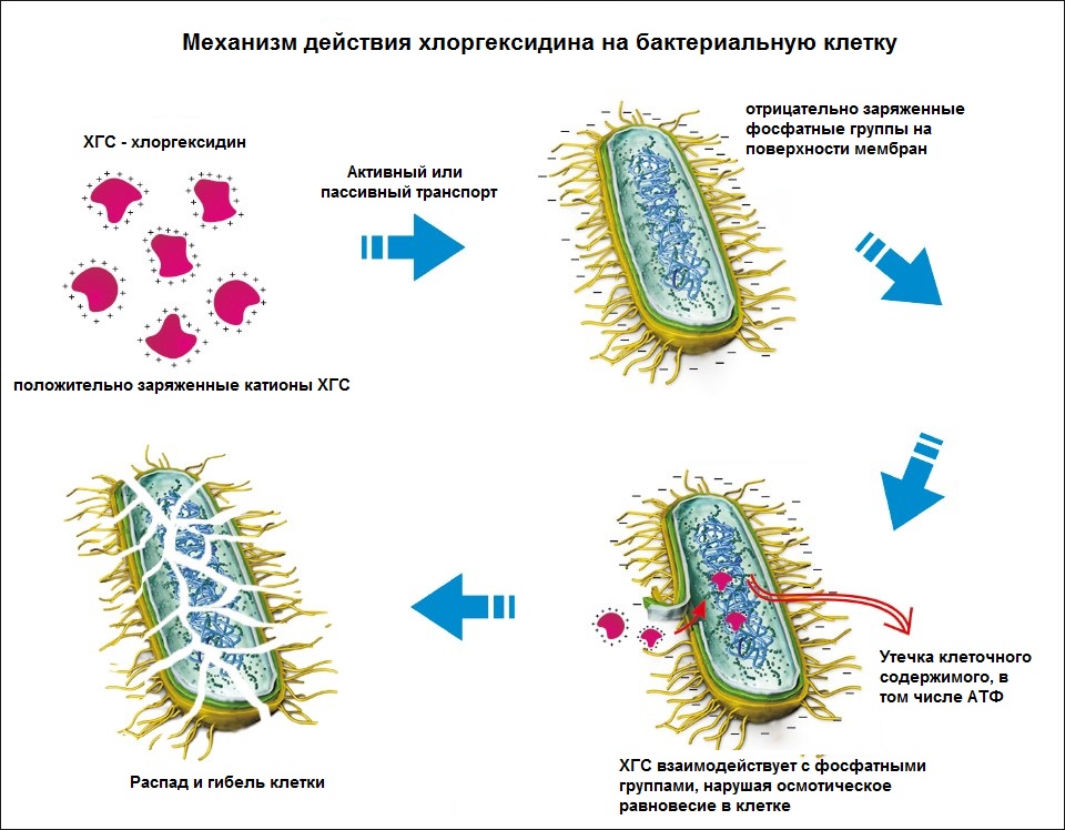 механизм действия хлоргекидина