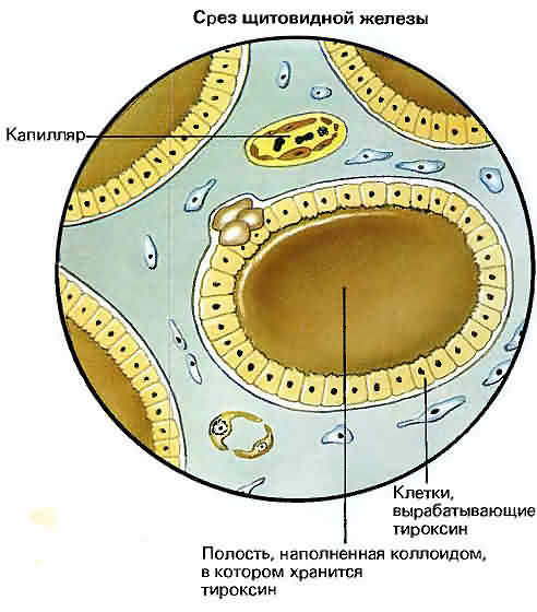 Клетки щитовидной железы