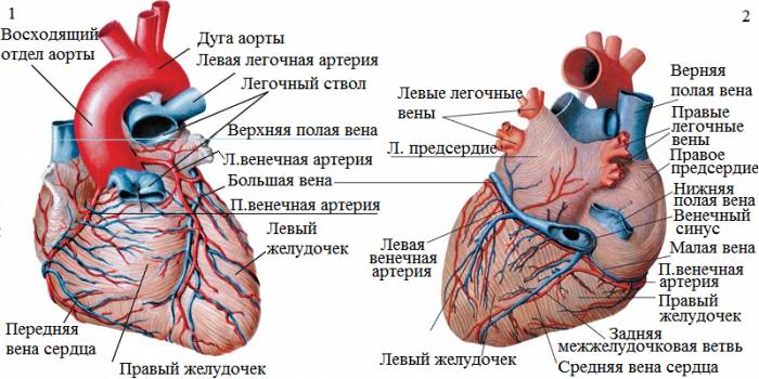 Коронарные артерии: вид спереди (1), вид сзади (2)