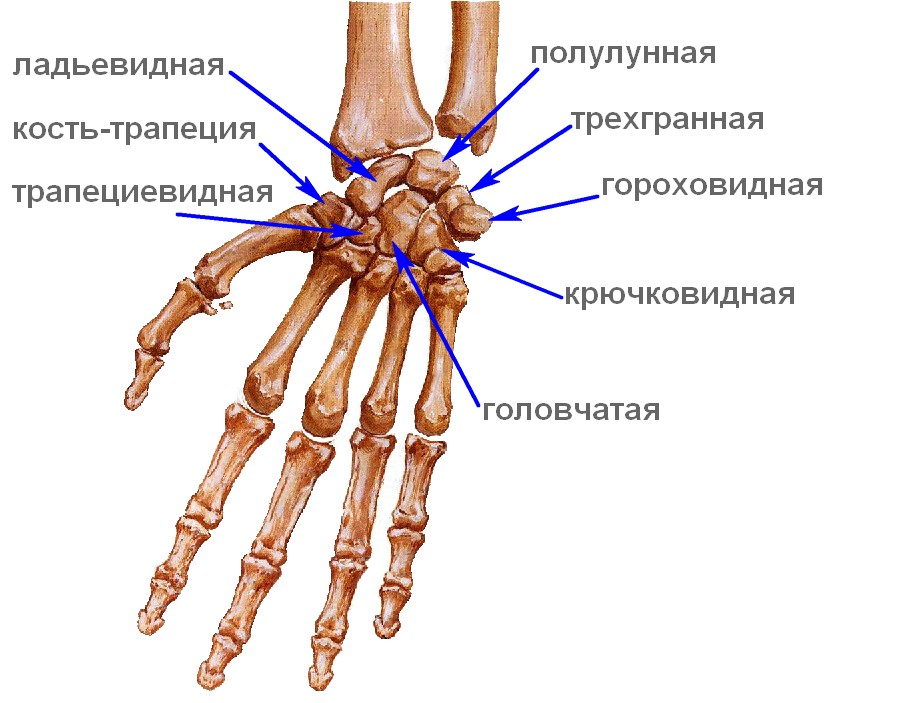 Кости запястья (их названия)