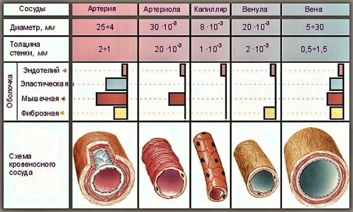 Кровеносные сосуды человека: схема строения стенки (в поперечном разрезе)