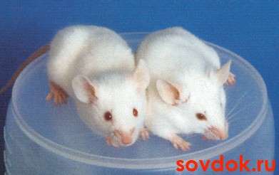  лабораторные мышки