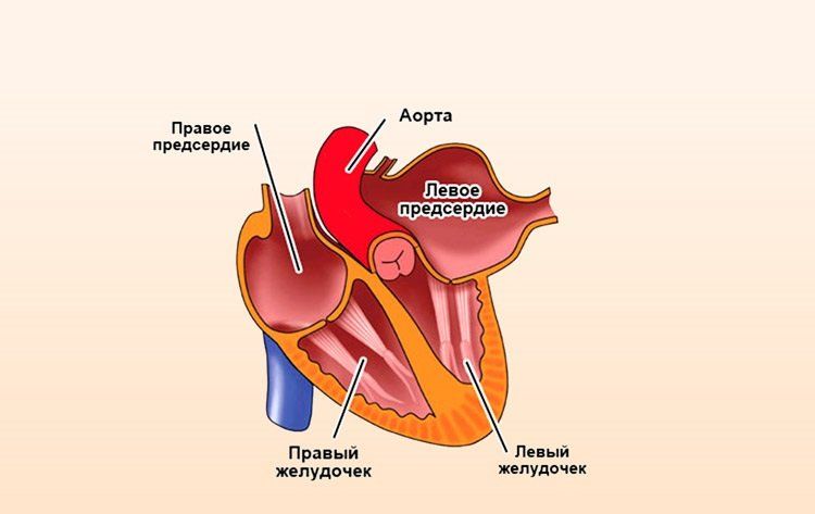 Левое предсердие