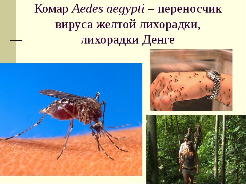 Комар жёлтолихорадочный и туристы в лесу