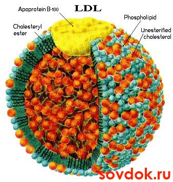 липопротеин низкой плотности
