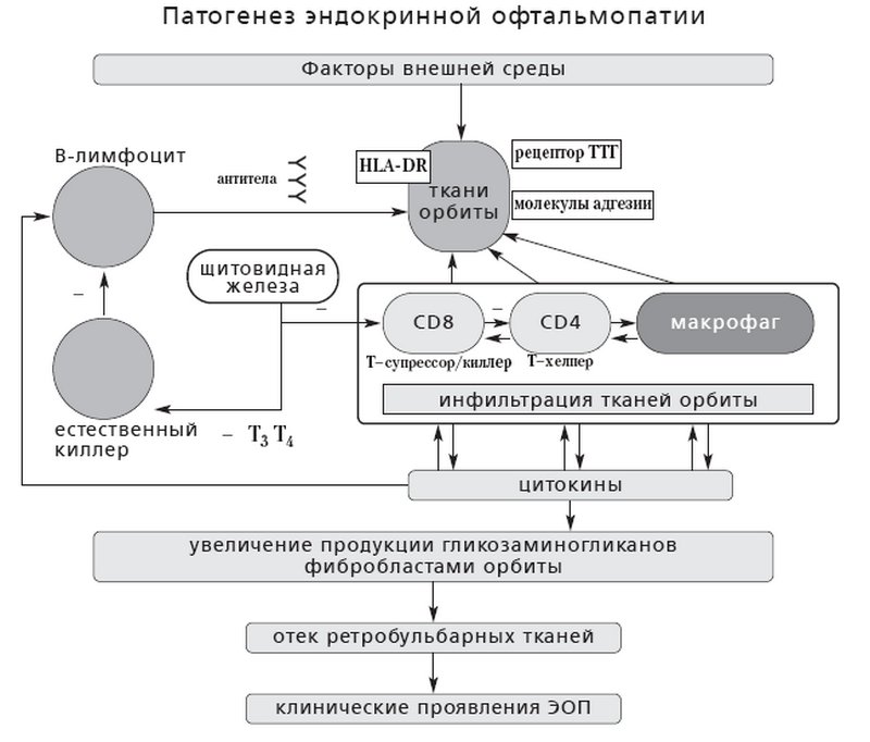 Патогенез эндокринной офтальмопатии — схема