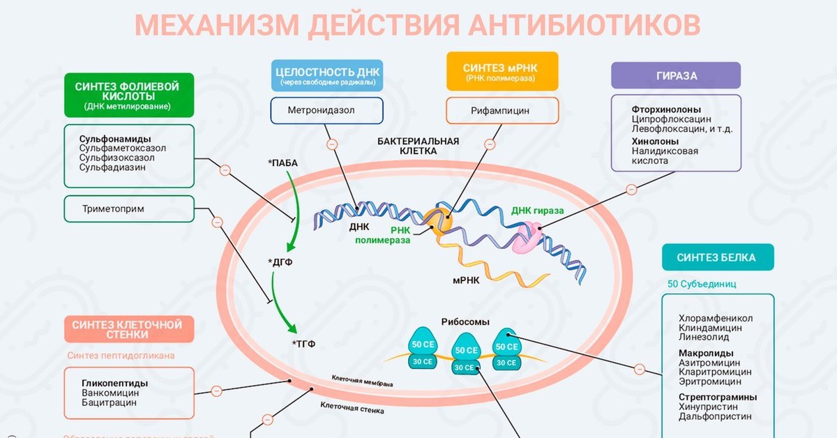 Механизм действия антибиотиков (схема)