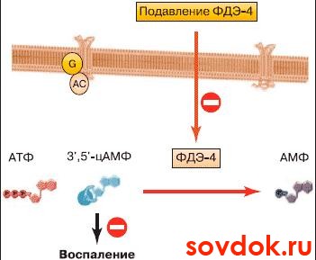 механизм действия рофлумиласта