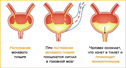 Механизм опорожнения мочевого пузыря