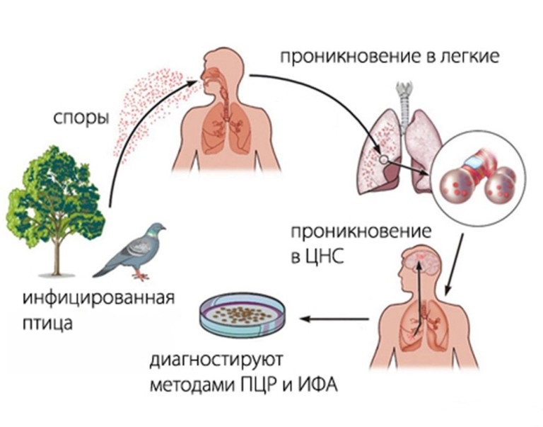Механизм передачи орнитоза