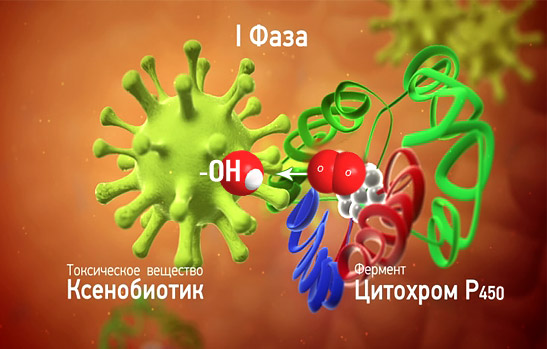 Метаболизм лекарств в печени (схема)